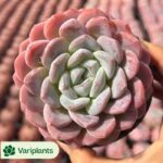 Haworthia Ruby