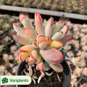 Haworthia Amber
