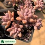 Haworthia heidelbergensis Variegated
