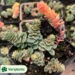 Haworthia Dragon light