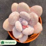 Haworthia West Asia Tsuen