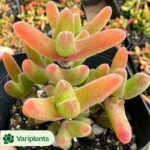 Haworthia Ivory tower Variegated