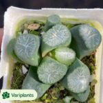 (Grafted)Parodia Snow White Clustering