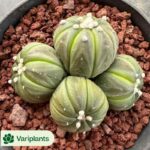 Haworthia Echinocereus blanckii