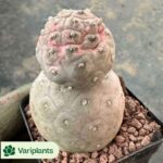 Haworthia Snow wolf