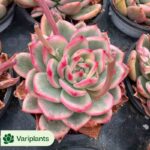 Haworthia Athena