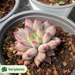 Haworthia Elegans