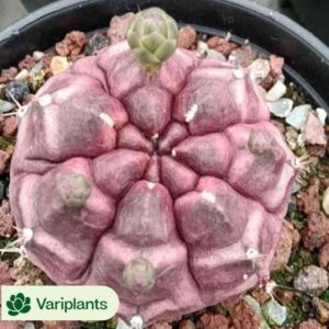 Haworthia Pearl and silver