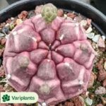 Haworthia truncata cv.Sharaku