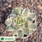 Haworthia Xi Ming Black Truncata