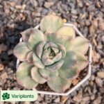 Haworthia Mao Yu Lu