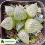 (Grafted)Cactus-Sulcorebutia Black Widow Clustering