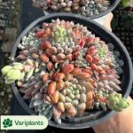 Haworthiopsis limifolia