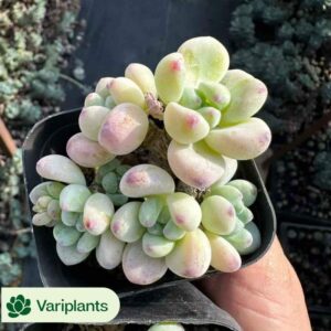 Haworthia Ji Shou Variegated