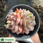 Haworthia Princess Kazunomiya