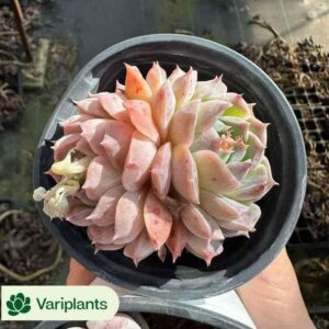 Haworthia Princess Kazunomiya
