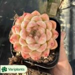 Haworthia Xue Ji