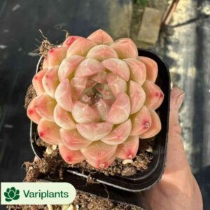 Haworthia Xue Ji