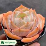 Haworthia Aries