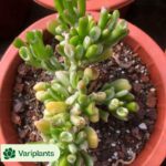 Haworthia limifoli Variegata