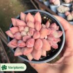 (Rooted Cutting)Opuntia Wudou Tuanshan