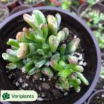 Lithops Line Pomegranate