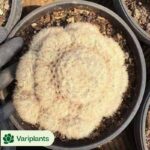 (Rooted Cutting)Euphorbia abdelkuri