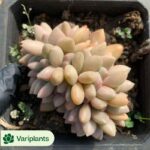 (Rooted Cutting)Euphorbia-Horrida Boiss
