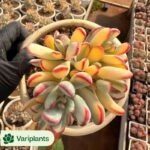 (Seed Grown)Mammillaria sempervivi