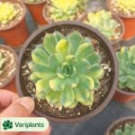 (Seed Grown)Cactus-Turbinicarpus macrochele
