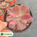 (Rooted Cutting)Cactus-Chamaecereus Silvestrii Clustering