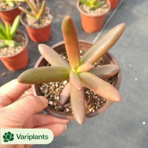Graptoveria Pink Rabbit