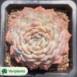 Echeveria Rodman