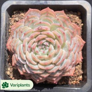Echeveria Rodman