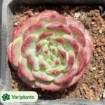 Echeveria Shuibingyue