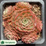 Echeveria Xiangfei