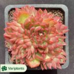 Echeveria Honey Trap