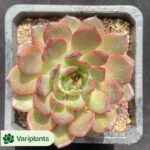 Echeveria Orange Amber