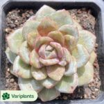 Echeveria Miss Messy Room